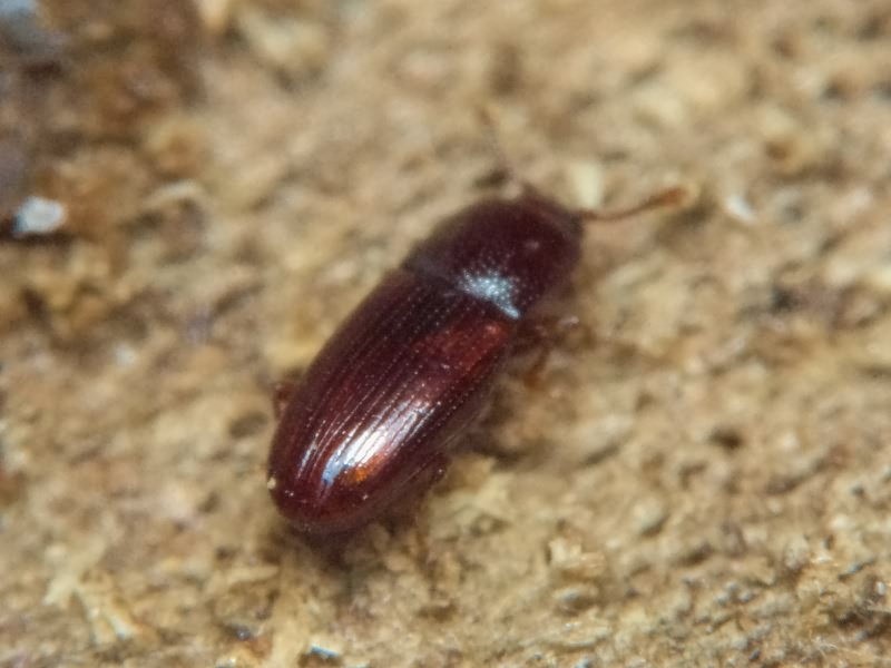 Cerylon ferrugineum Stephens, 1830